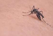 mosquito