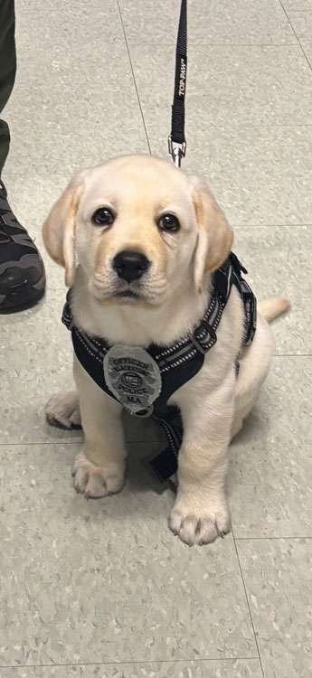 Blackstone comfort dog Captain
