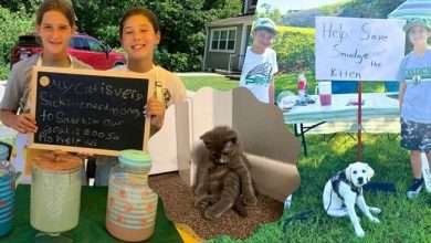 Lemonade stand fundraiser Blackstone MA - kids