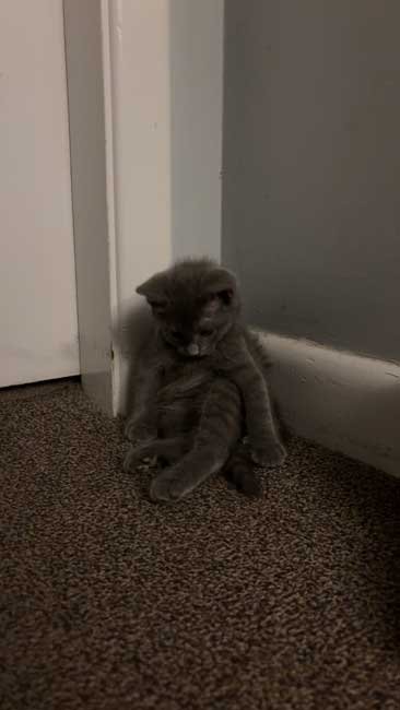 Lemonade stand fundraiser Blackstone MA - Smudge