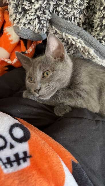 Lemonade stand fundraiser Blackstone MA - Smudge