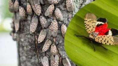 spotted lanternfly infestation Blackstone