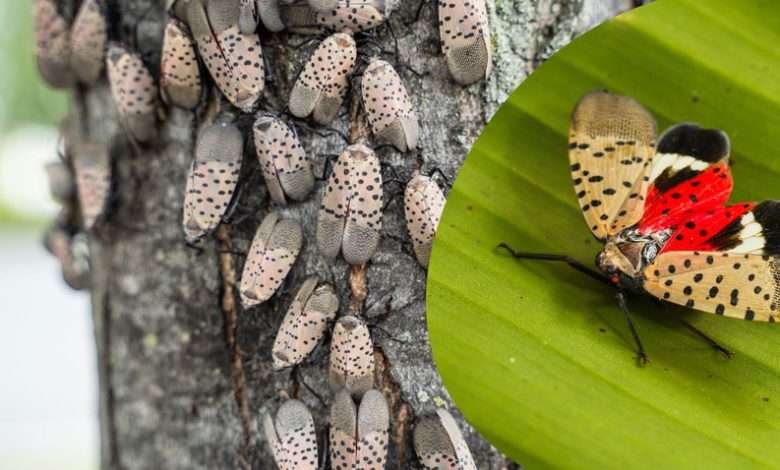 spotted lanternfly infestation Blackstone